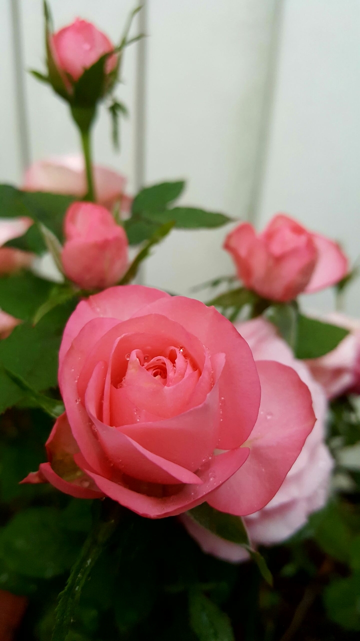 pink roses ❤