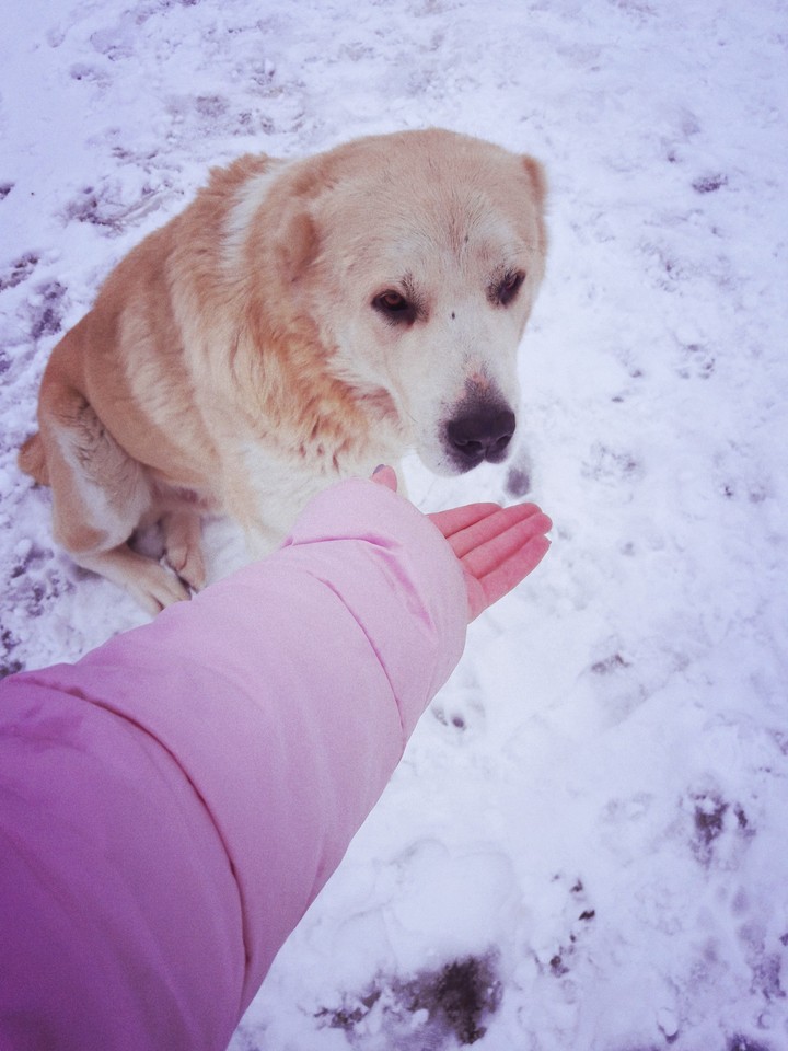 Dog