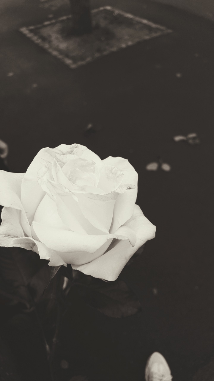 rose blanche