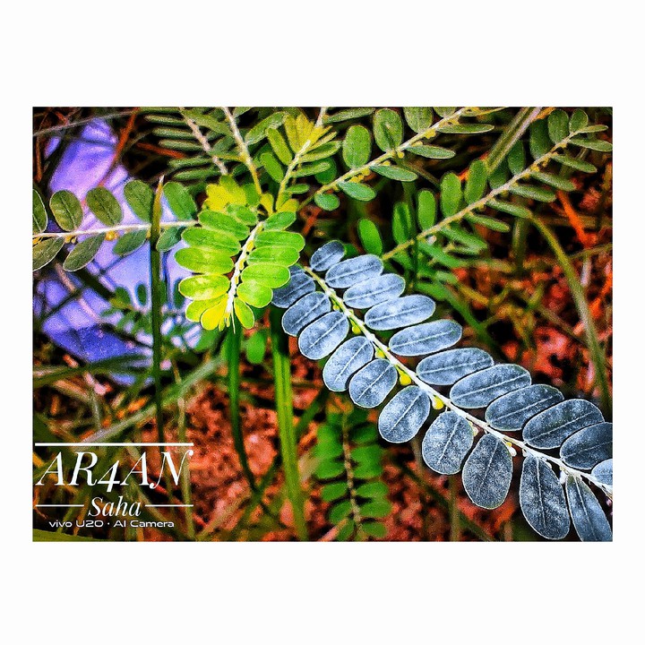 LEAF ☘️ PHOTOGRAPHY