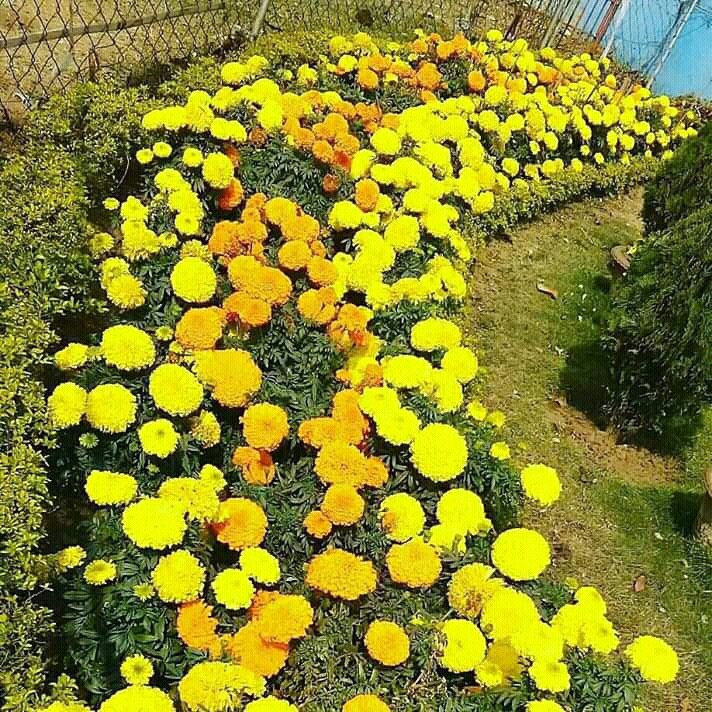 flowers