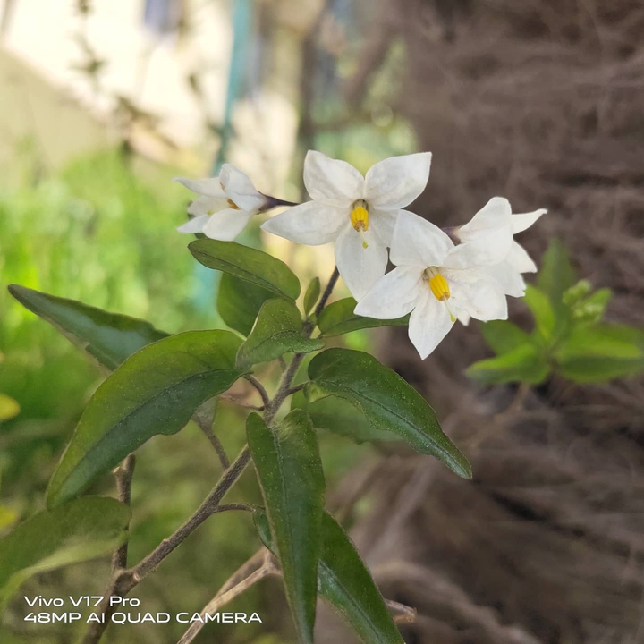White flower