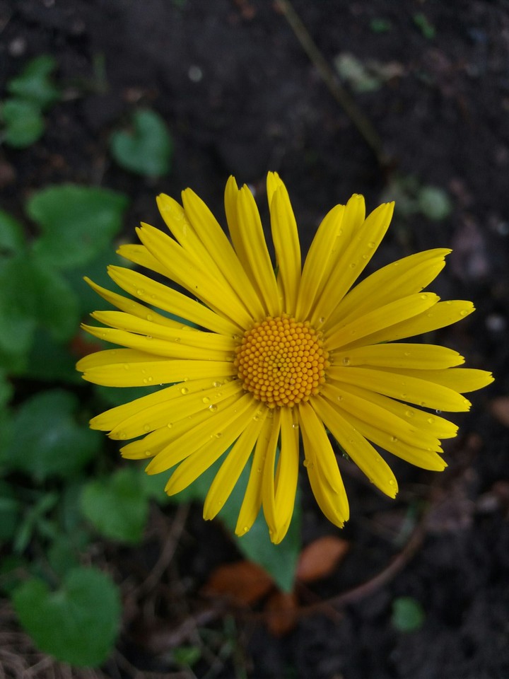 Yellow flower