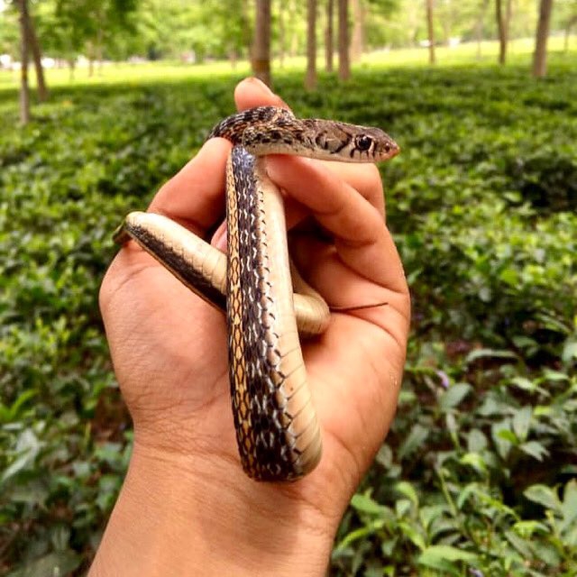 Tea Snake