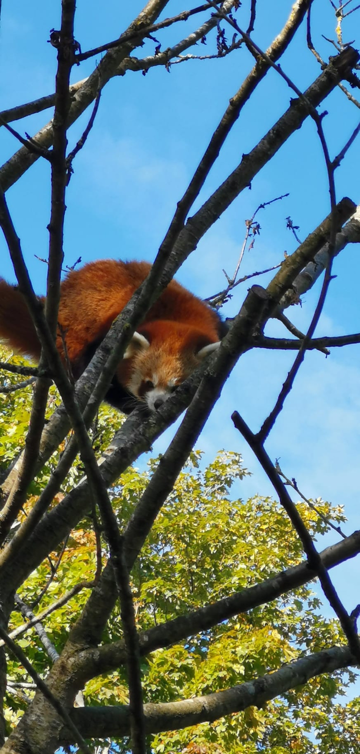 Tiere im Zoo