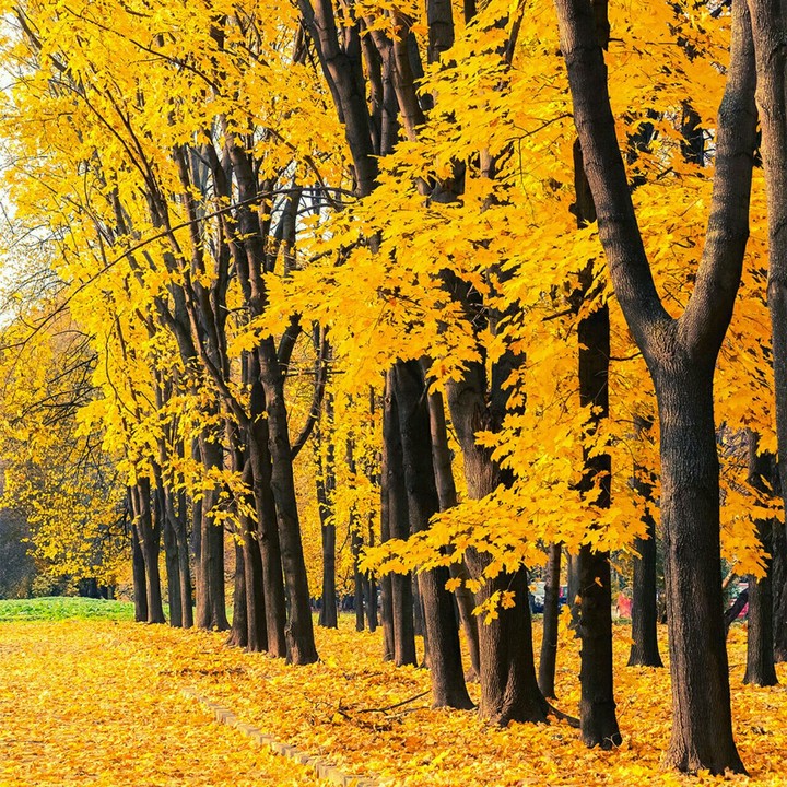 tree