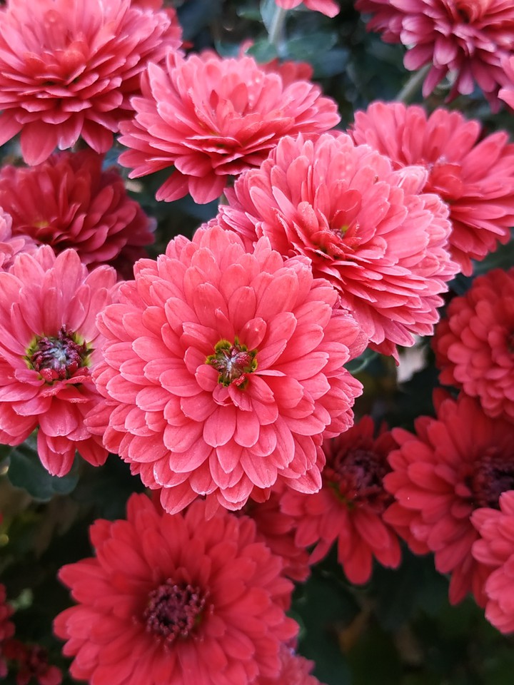 amazing flowers
