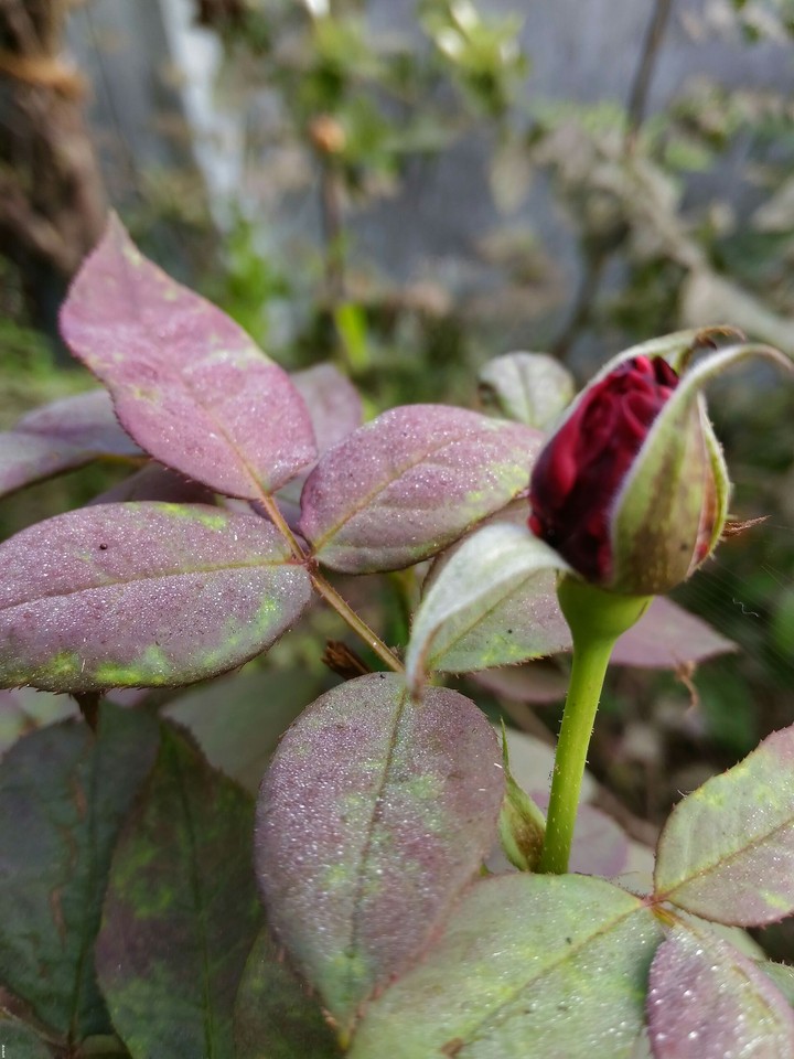 #rose #dew #early_mornings