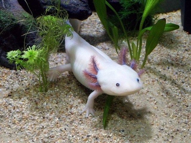 weird amphibians axolotl