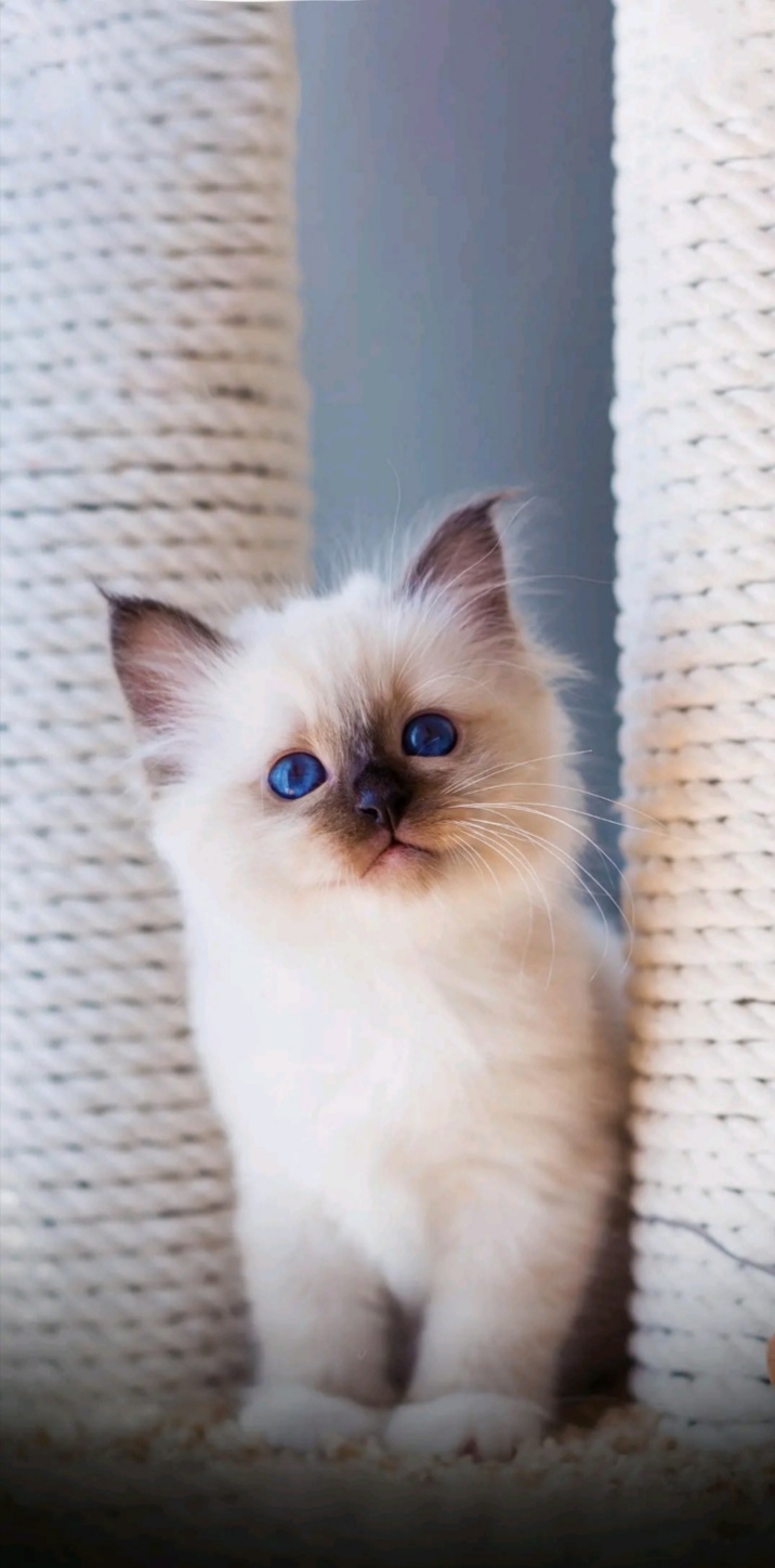 baby cat