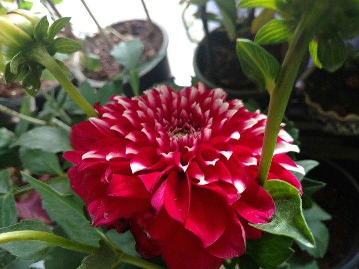 red flower