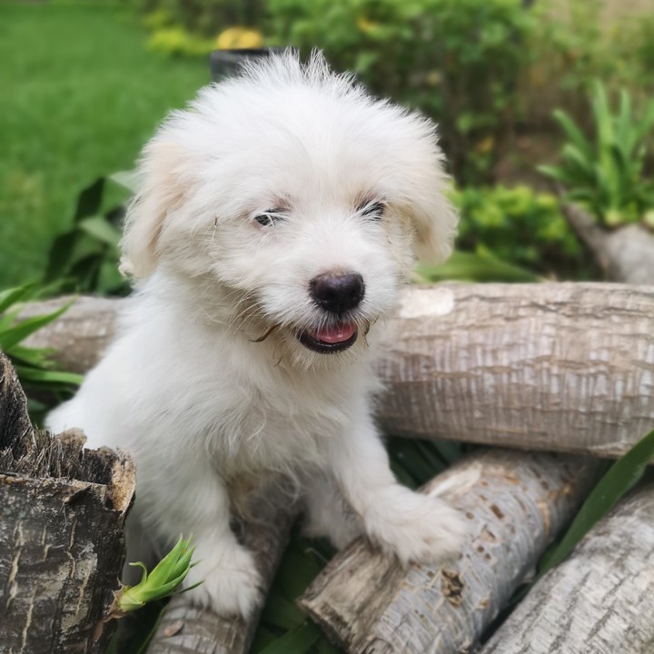 Mozzy