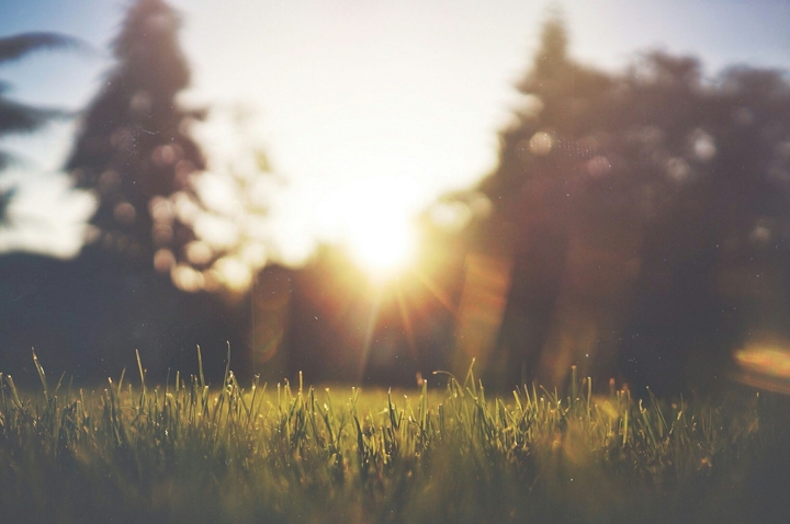 the sun shining beautifully durch the Green grass