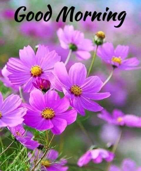 Morning