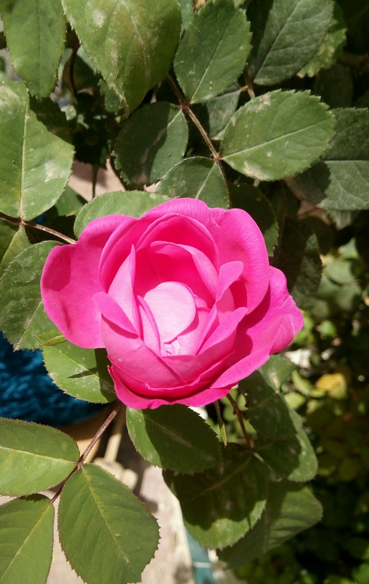 Flower