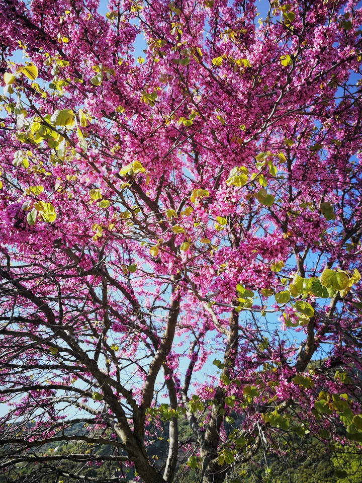 Pink Blossoms