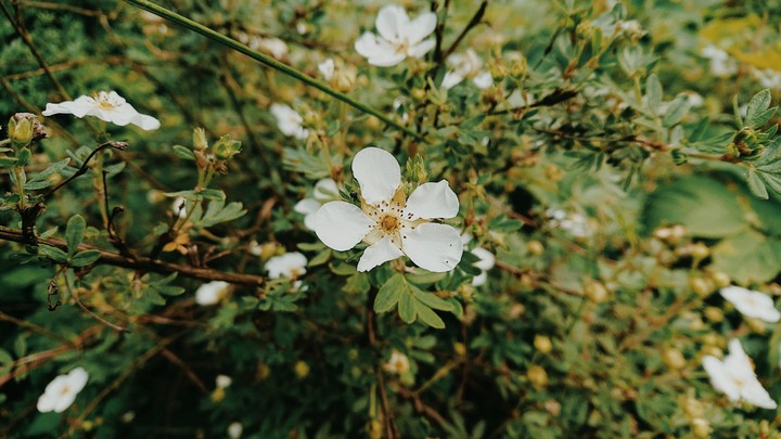 flower