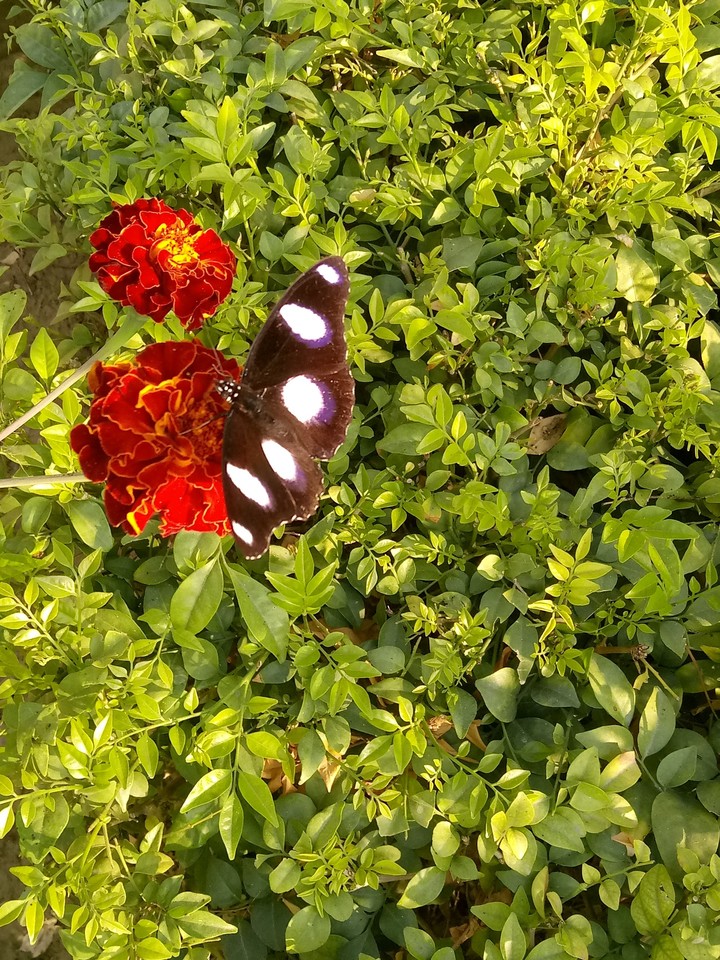 natures beauty