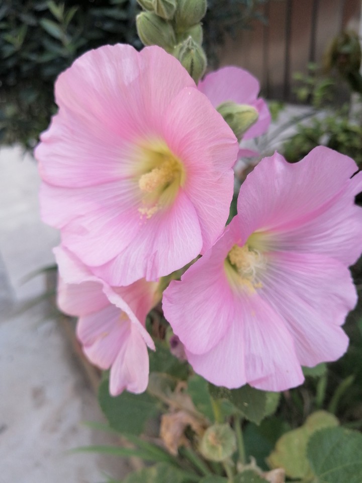 shaded flower