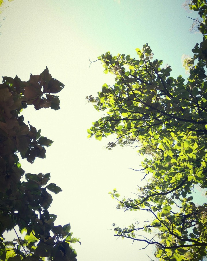 Trees