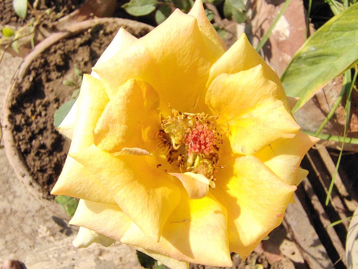 Yellow Rose