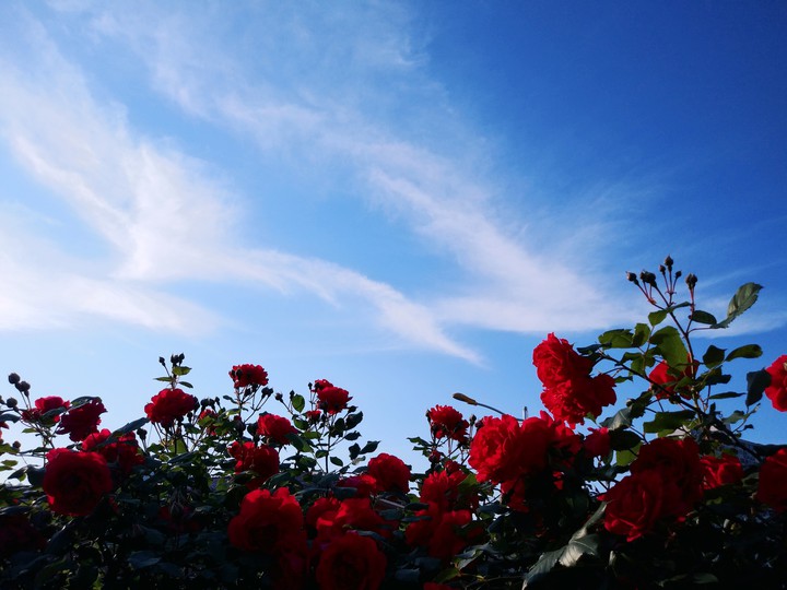 rose and blue sky