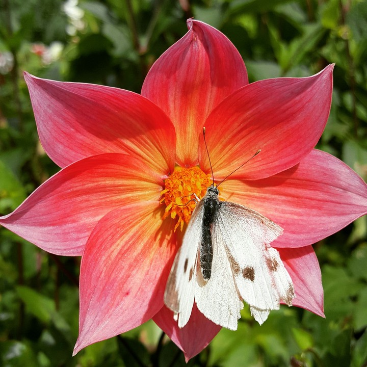 True beauty of nature