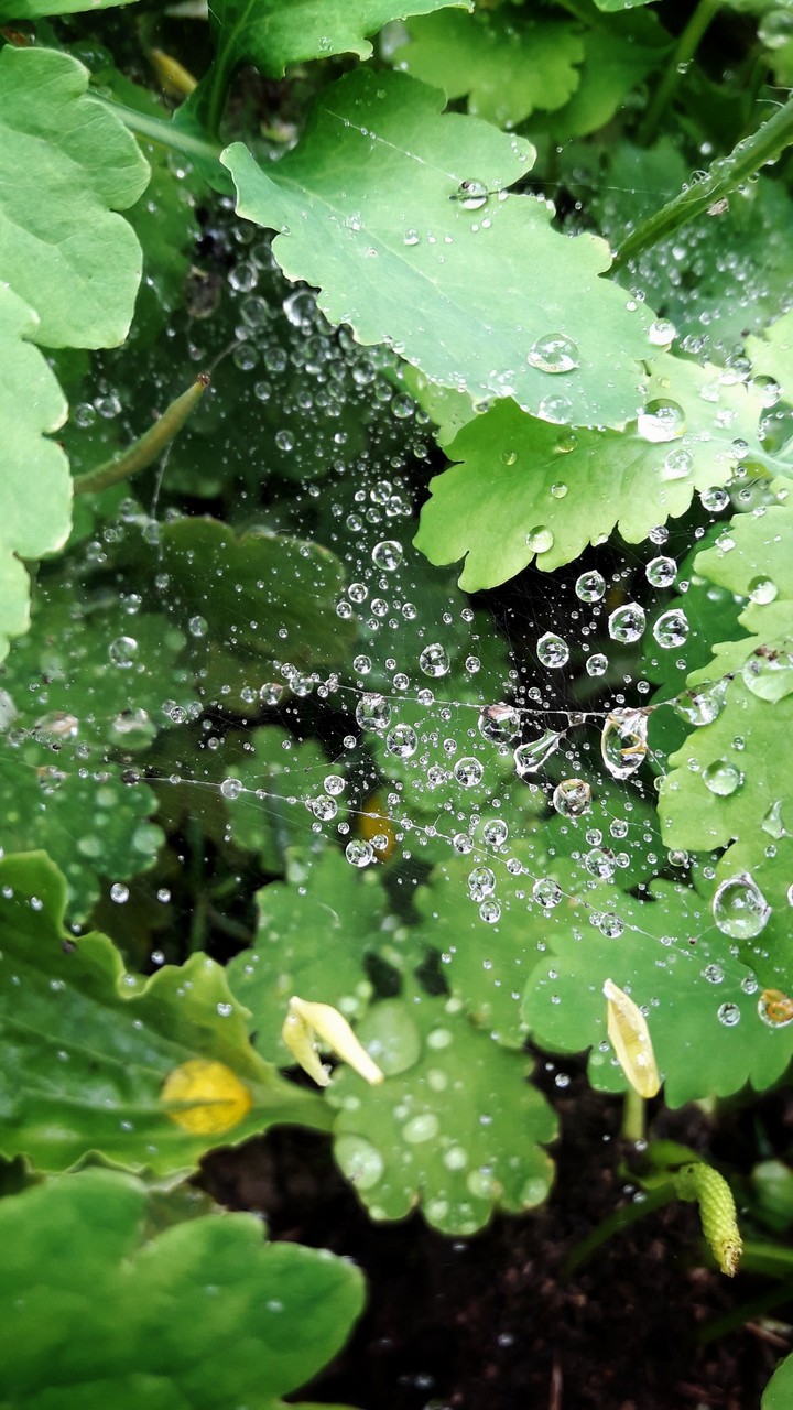 Drops