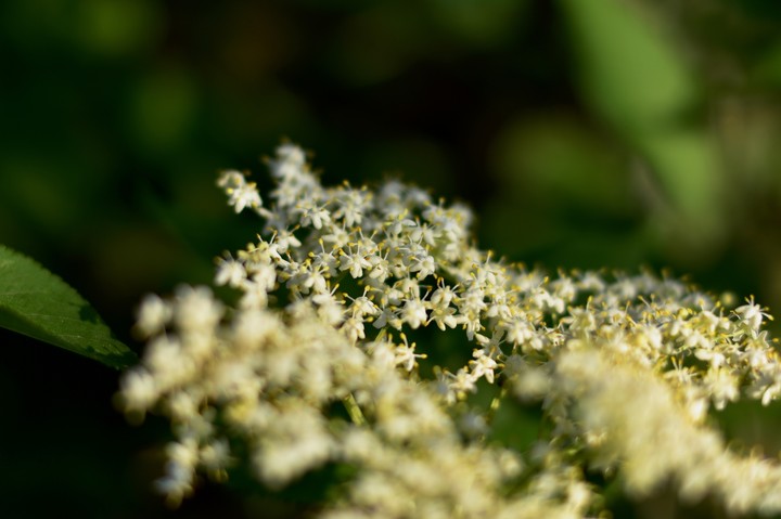 elder-flower