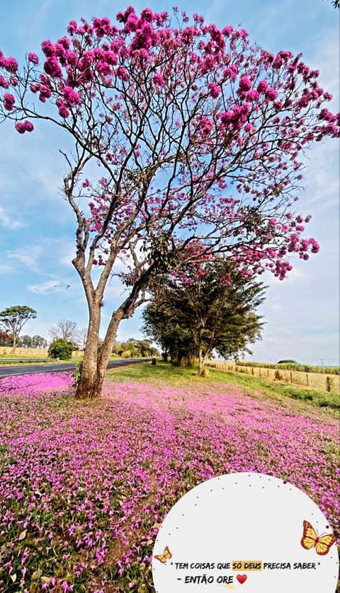 sfondi spring, petal