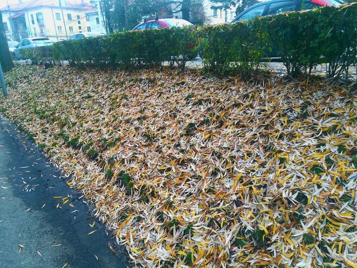 Fallen leaves