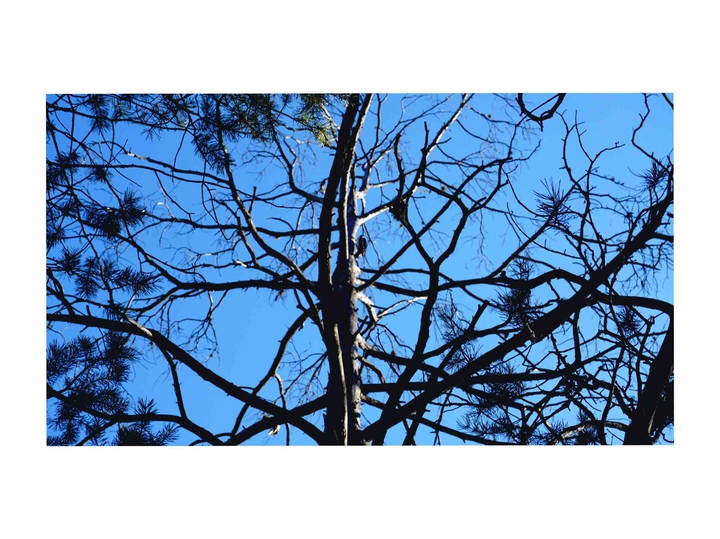 little bird, sky