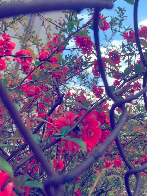 tapety twig, sky