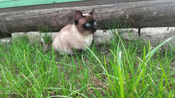 My cat
