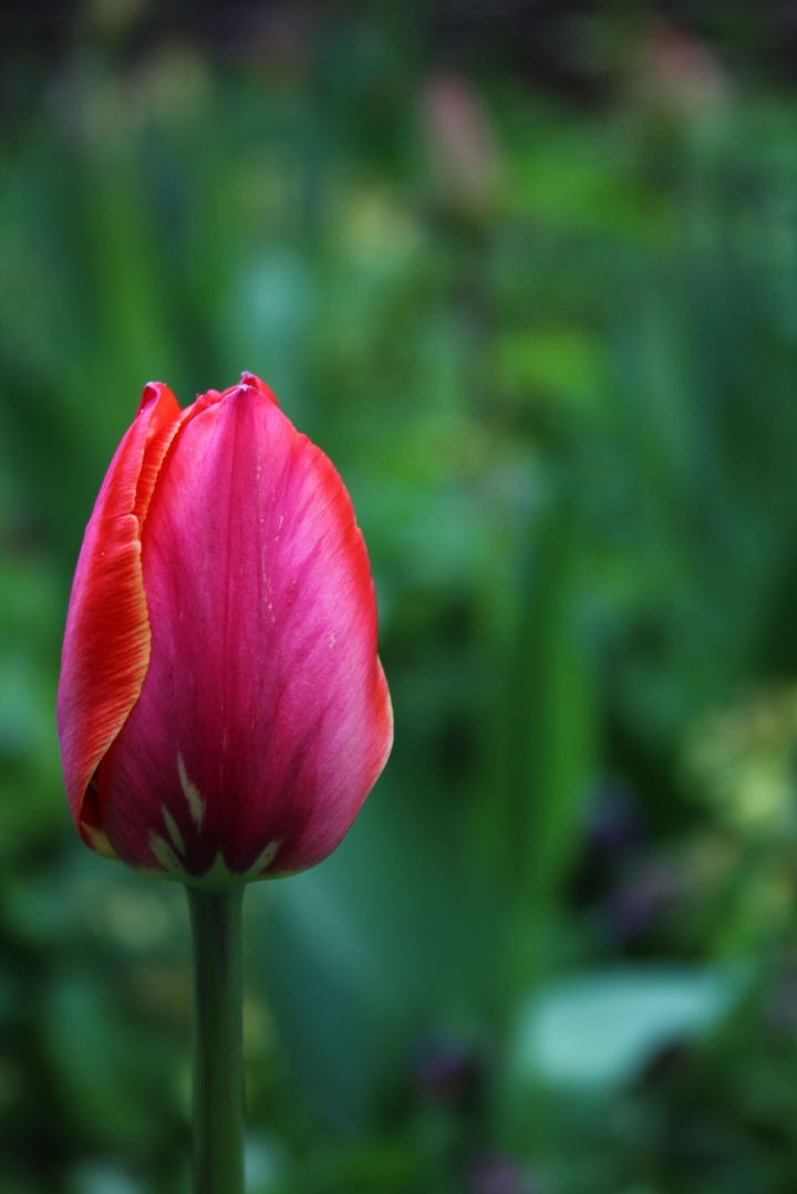 Tulip