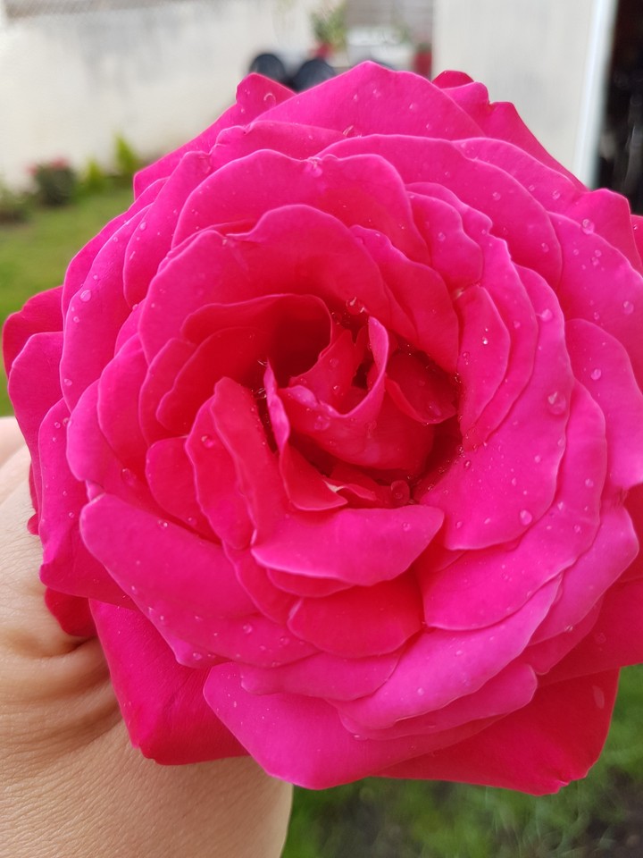 rose