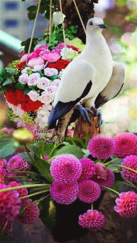 Beauty's of NaTaure