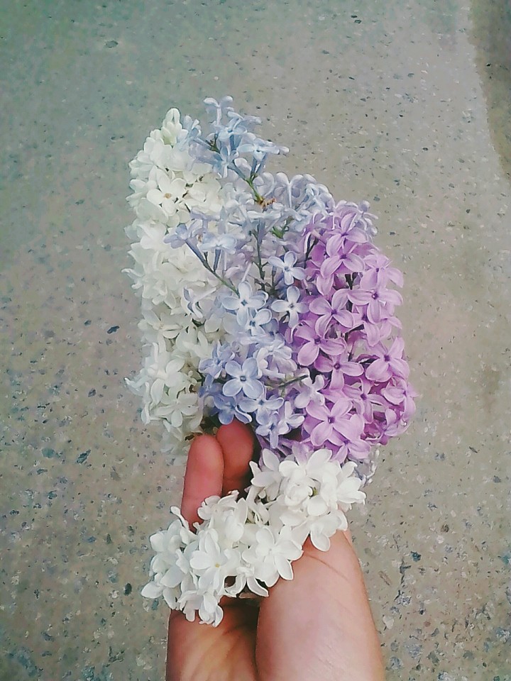 Lilac