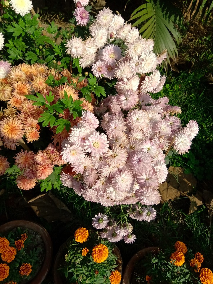 bEaUtIfUl fLoWeRs