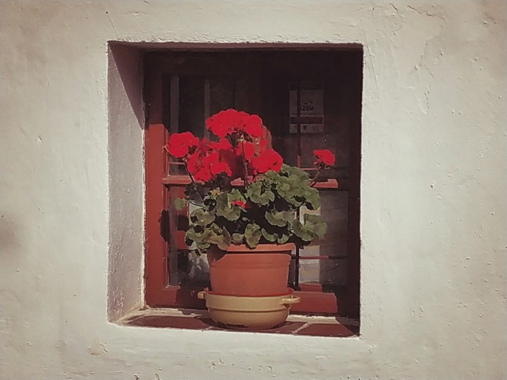 vaso di fiori