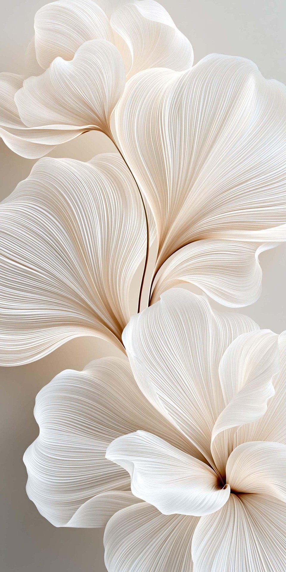 petal, White achtergronden