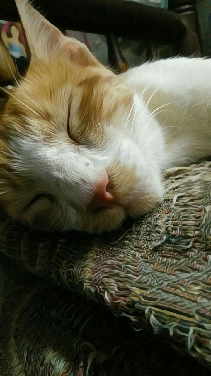 cats