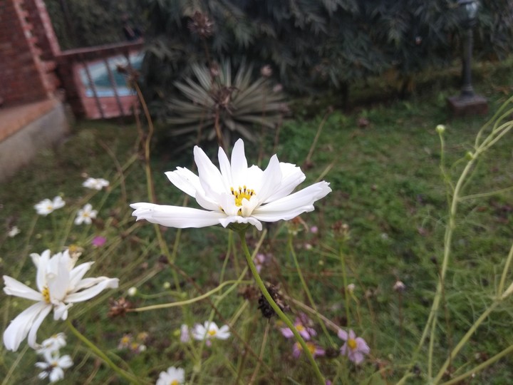 flower