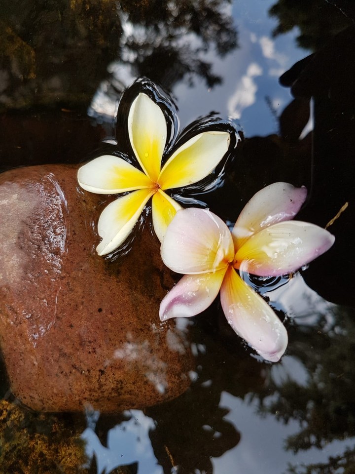 Frangipani 3