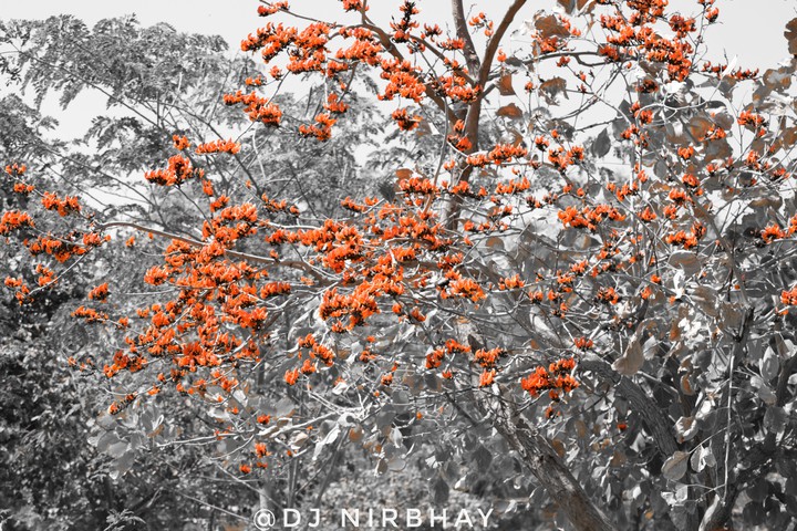 colour effect