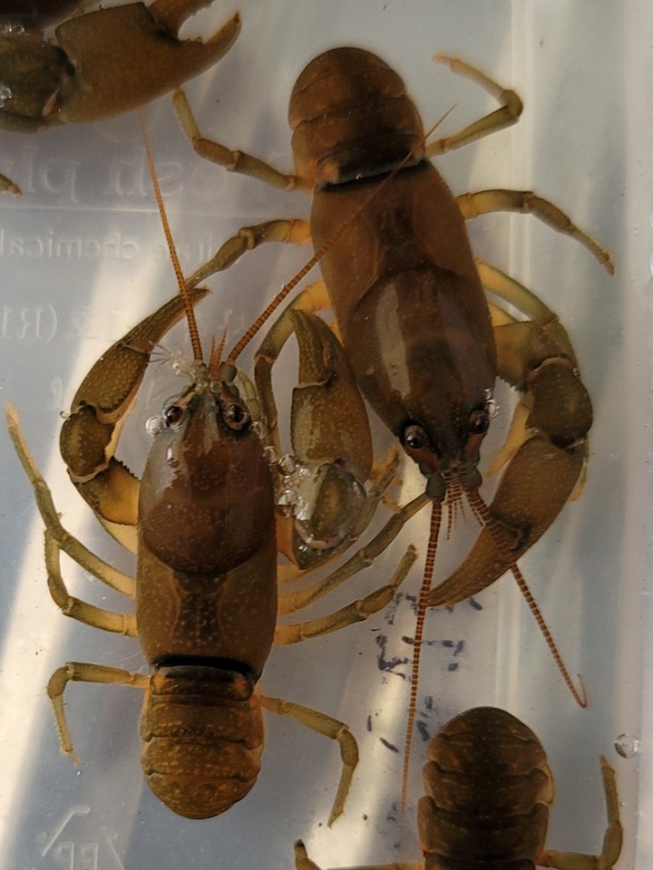 민물가재
