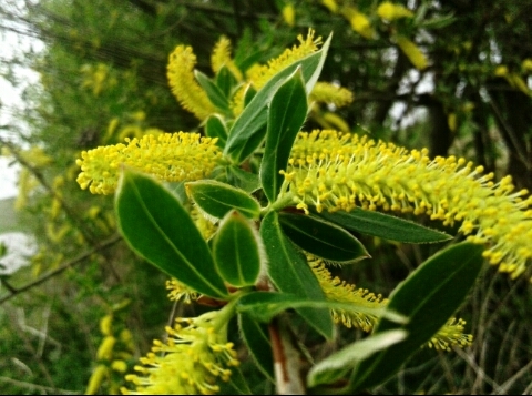 nature