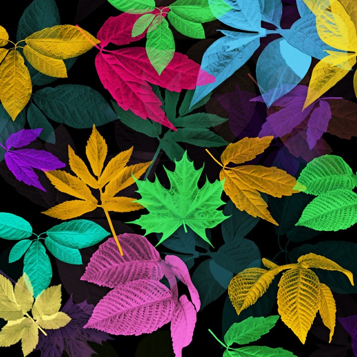 leaves