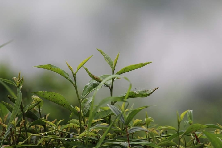 Leaves