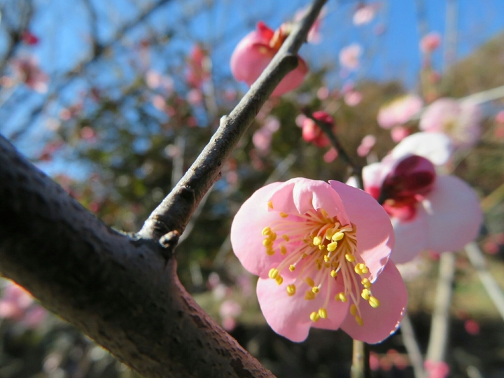 SPRING